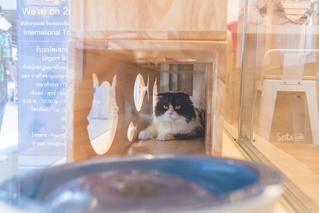 รีวิว คาเฟ่สัตว์ Cat Up Cafe