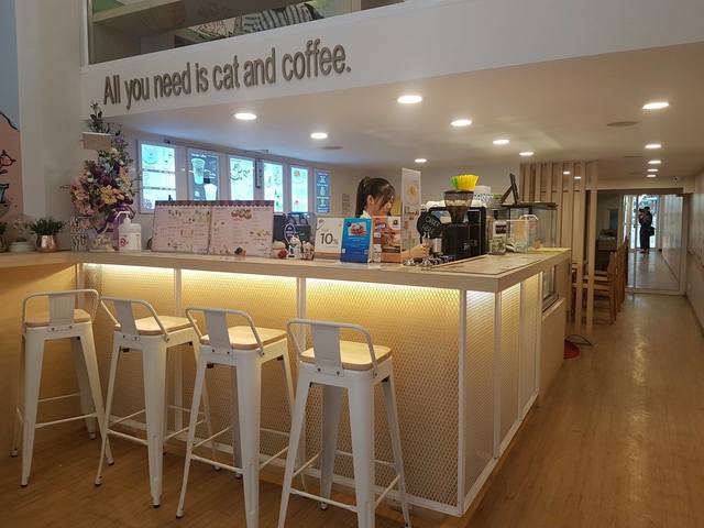 รีวิว คาเฟ่สัตว์ Cat Up Cafe