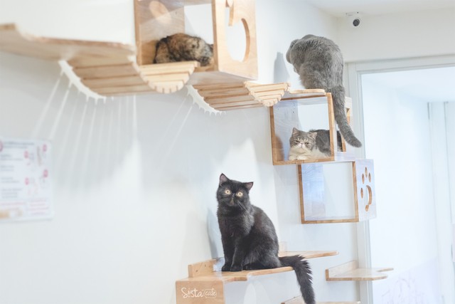 รีวิว คาเฟ่สัตว์ Cat Up Cafe