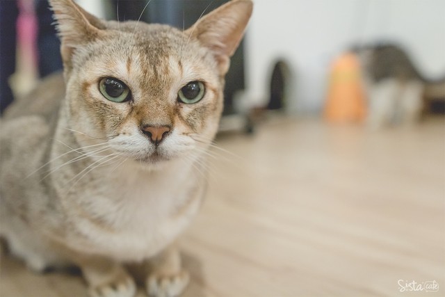 รีวิว คาเฟ่สัตว์ Cat Up Cafe