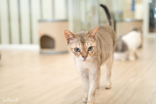 รีวิว คาเฟ่สัตว์ Cat Up Cafe