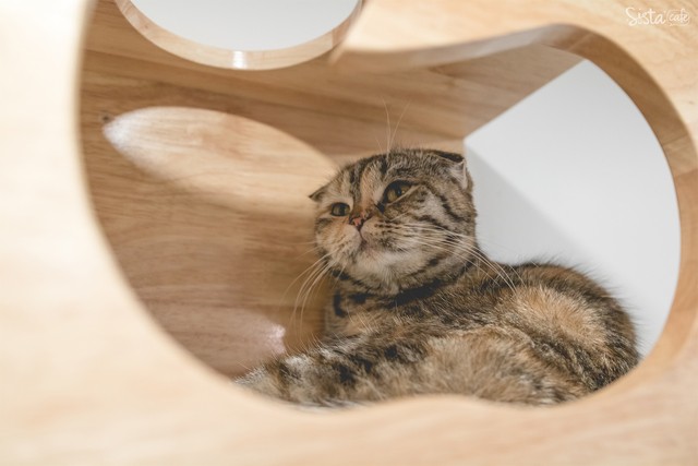 รีวิว คาเฟ่สัตว์ Cat Up Cafe