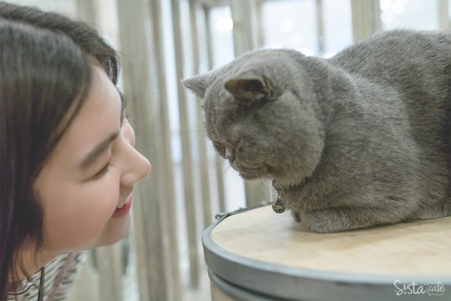 รีวิว คาเฟ่แมว Cat Up Cafe