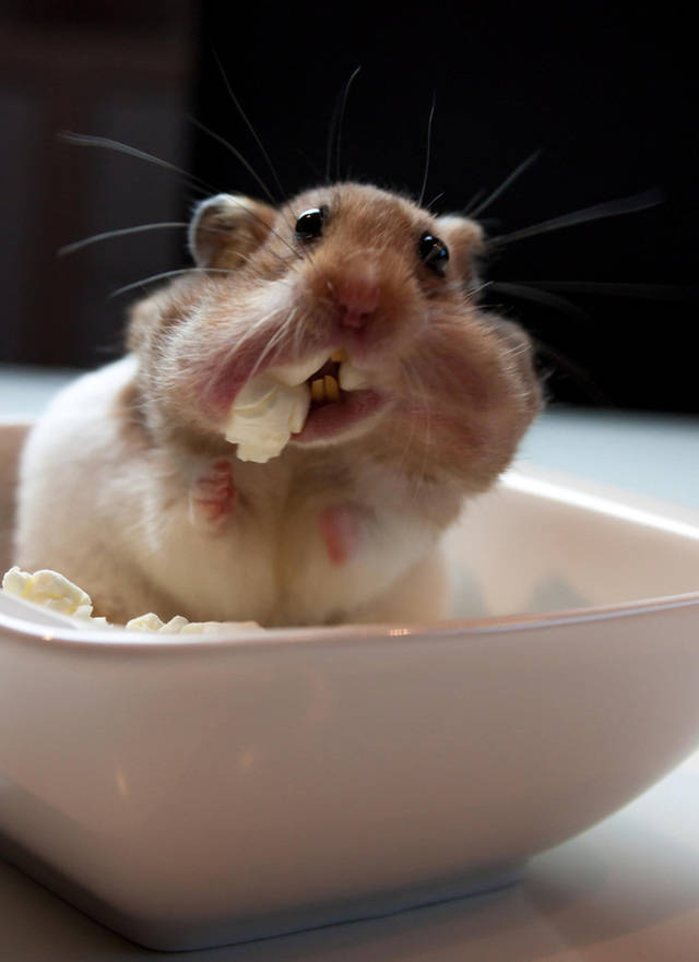 https://image.sistacafe.com/images/uploads/content_image/image/37869/1442542932-cute-hamsters-231__880.jpg