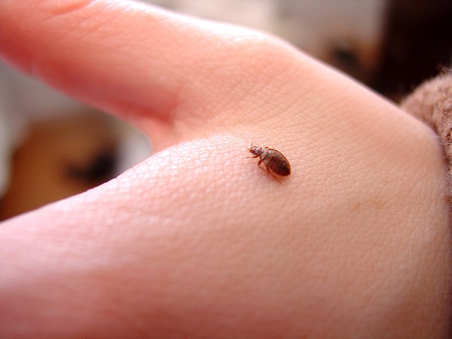 1500345806 bed bug on hand 2592x1944
