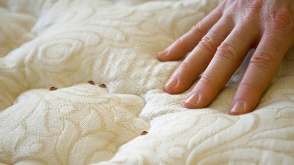 1500347060 bedbugs mattress