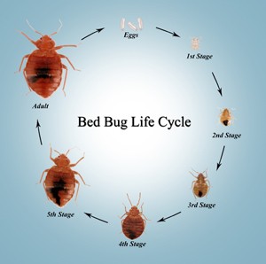 1500690742 bed bug life cycle