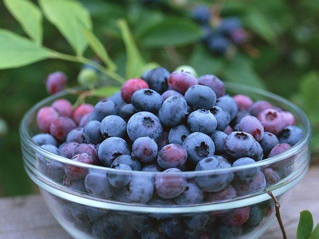 https://image.sistacafe.com/images/uploads/content_image/image/41909/1443764291-Blueberry-Fruit.jpg