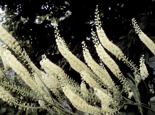 1503749939 black cohosh