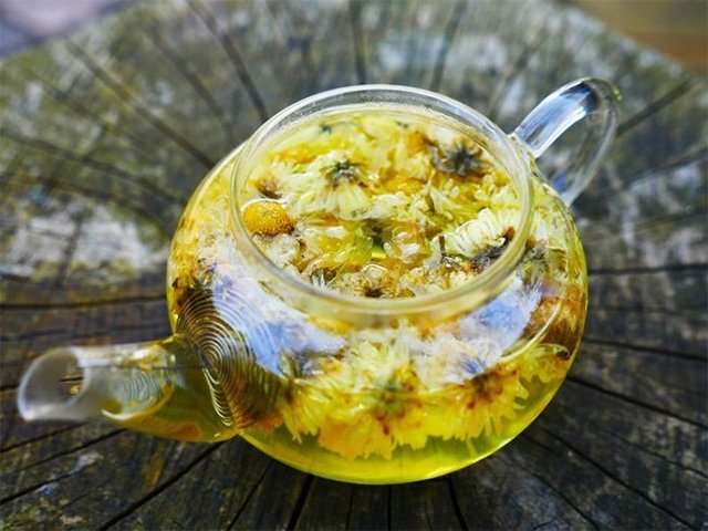 1504941819 chrysanthemum tea uses