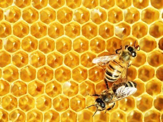 1506107409 honey bee food colony collapse 537x405