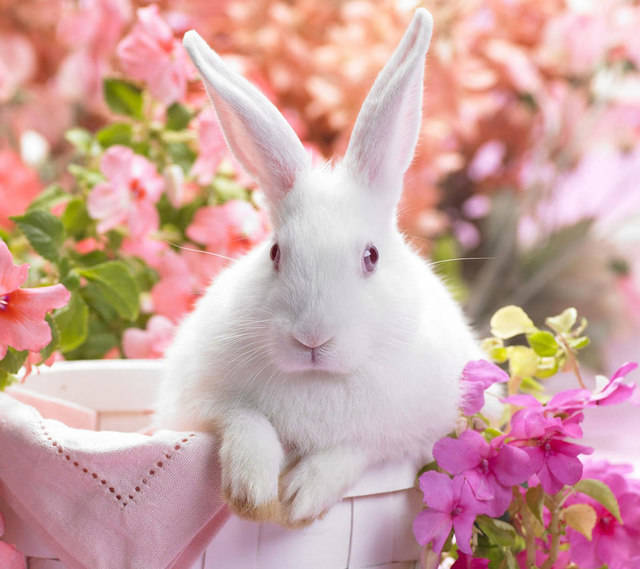 1444564186 rabbit