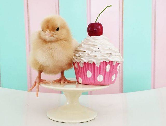 https://image.sistacafe.com/images/uploads/content_image/image/45033/1444565056-6a00d8358081ff69e201b8d10cc4b9970c-800wi.jpg