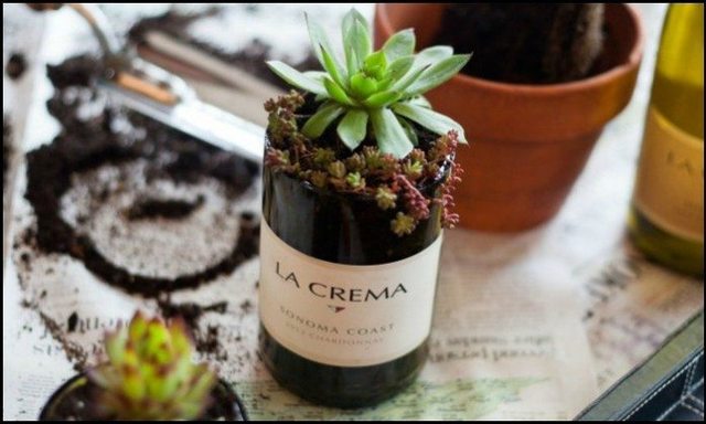 1507531794 wine bottle succulent planter main image 696x418