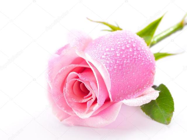 1509204736 depositphotos 5144135 stock photo pink rose isolated on white