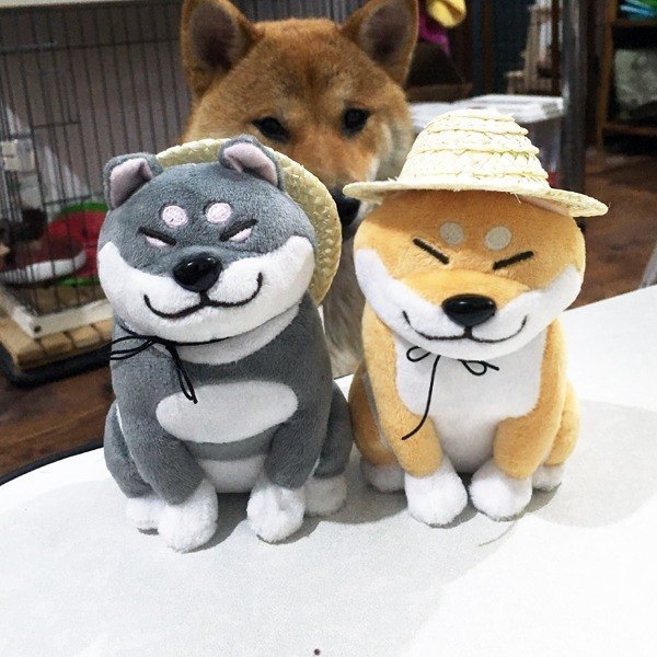 image_480577