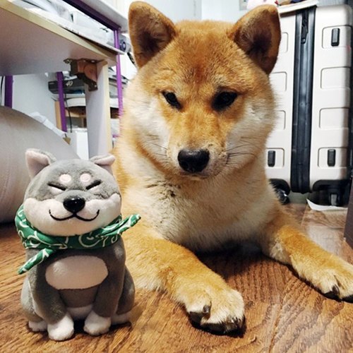 image_480578