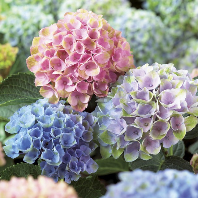 image_484994