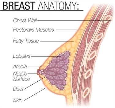 1445334292 breast anatomy84455905
