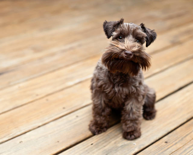 https://image.sistacafe.com/images/uploads/content_image/image/48593/1445356125-Miniature_Schnauzer.jpg