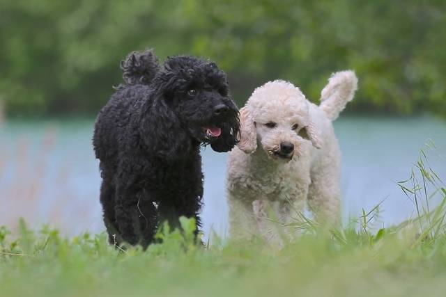 https://image.sistacafe.com/images/uploads/content_image/image/48608/1445357037-Miniature_Poodle.jpg