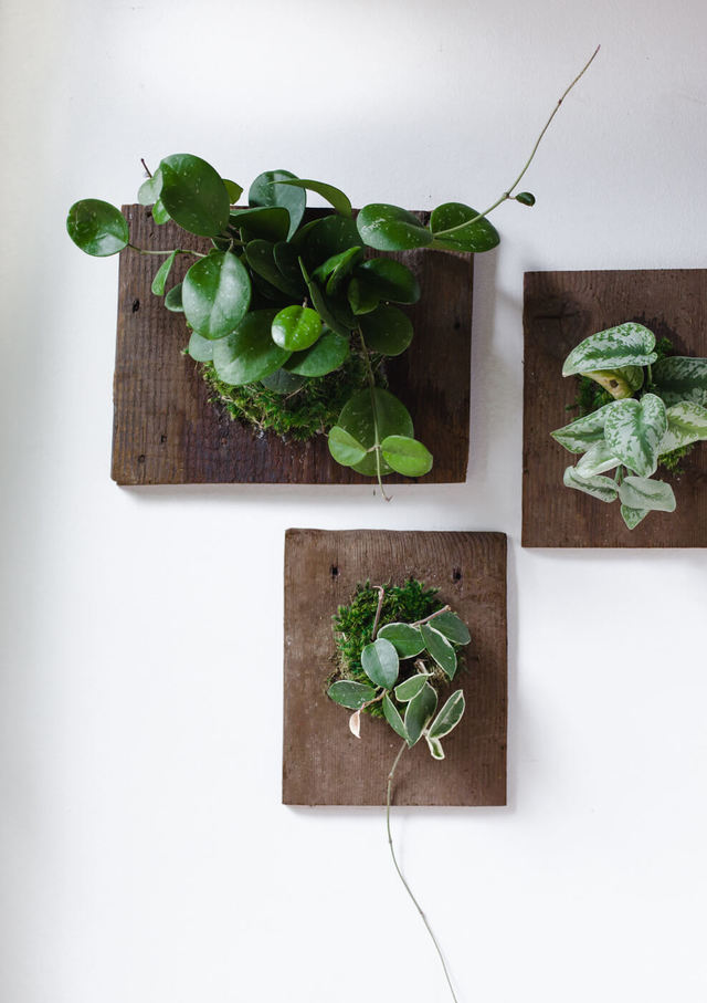 1511250992 display your plants on wooden boards