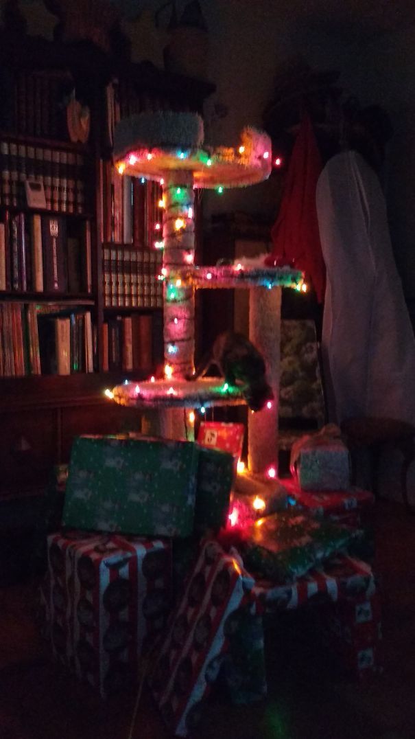 1511869980 catxmastree 585c4f3c36245  605