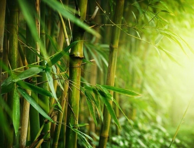1512408211 bamboo 20grass lr