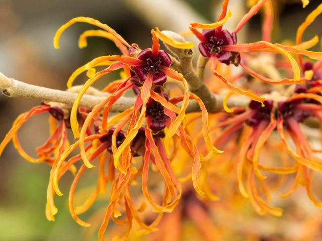 1512787524 blog health tips what can witch hazel be used for find out 87747093 1024x768