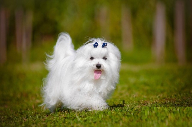 1515698607 bichon maltes 3