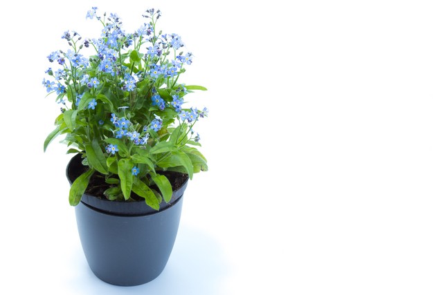1516371103 forget me not pot
