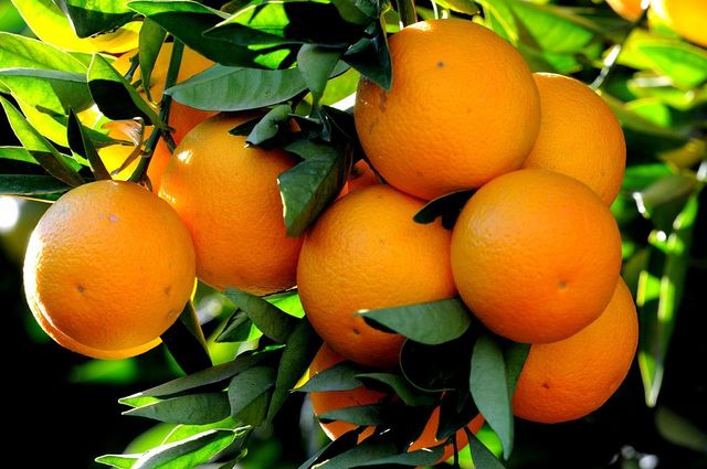 1519382851 1280px local orange variety of kozan   kozan yerli portakal 04