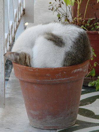 image_57736