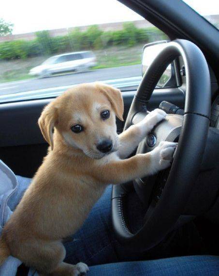 1447766302 driving to puppy park