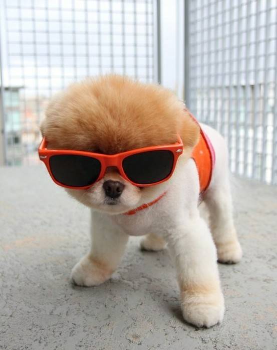 1447766357 hipster puppies