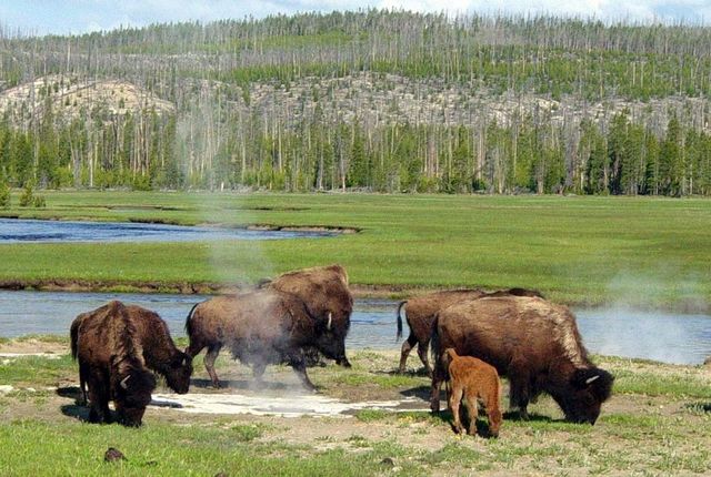 1520431237 https 3a 2f 2fblogs images.forbes.com 2ftrevornace 2ffiles 2f2015 2f11 2fyellowstone bison 1200x806