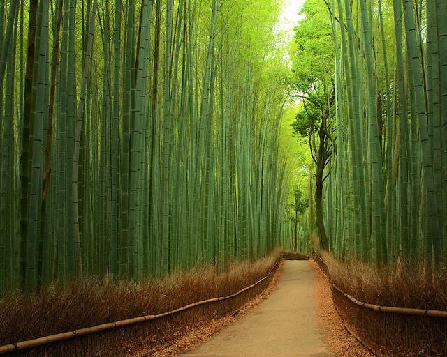 1520945677 tree tunnels 06 bamboo path kyoto japan