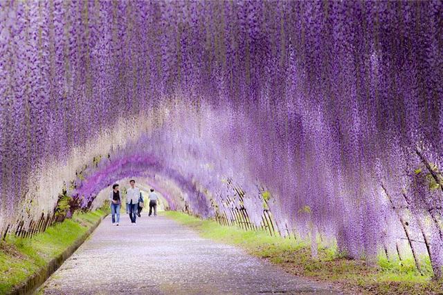 1520945756 tree tunnels 08 1 wisteria flower tunnel japan