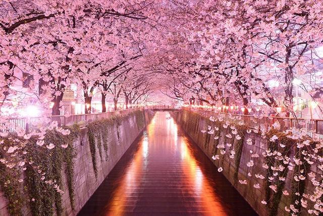1520945835 tree tunnels 10 sakura tunnel japan