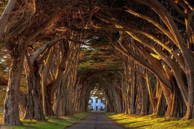 1520946168 tree tunnels 18 cypress california