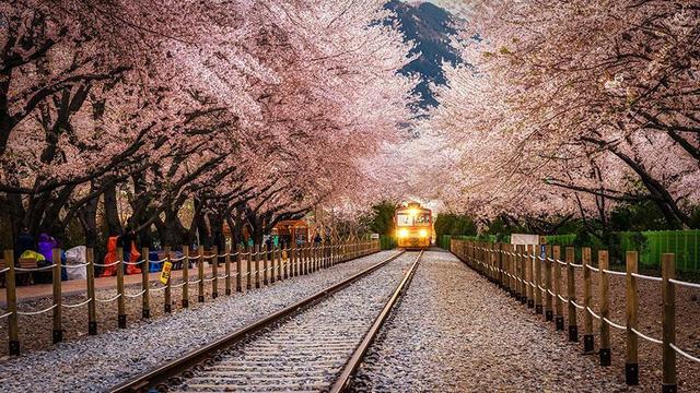 1520946225 tree tunnels 19 gyeonghwa station jinhae south korea