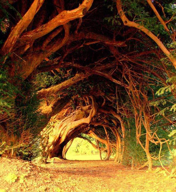 1520946564 yew tree tunnel