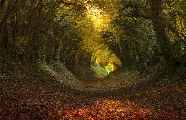 1520946601 tree tunnel halnaker