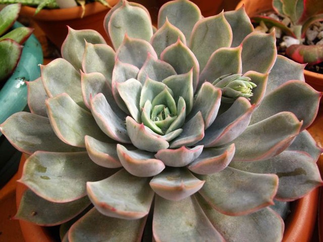 image_601009