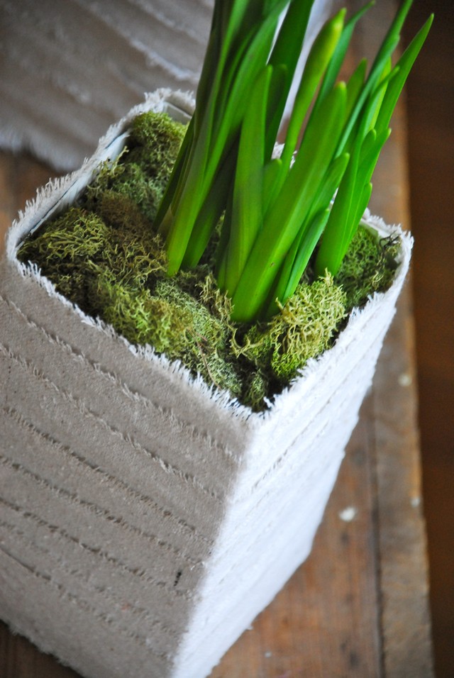 1525316212 milk carton with moss