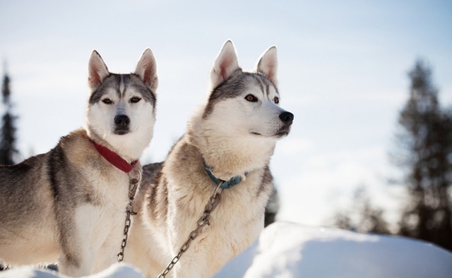 1526241156 sleed dog