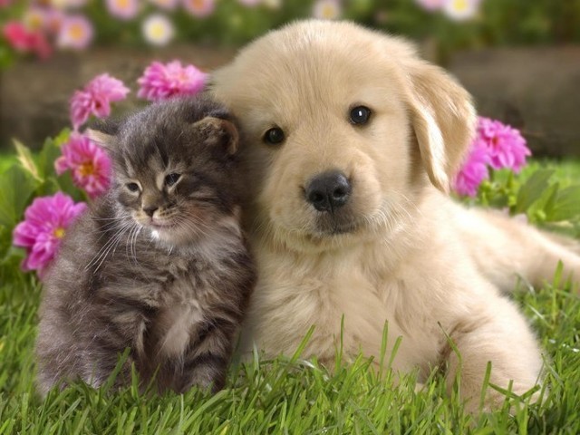 1526241193 cute dog and cat 667x500