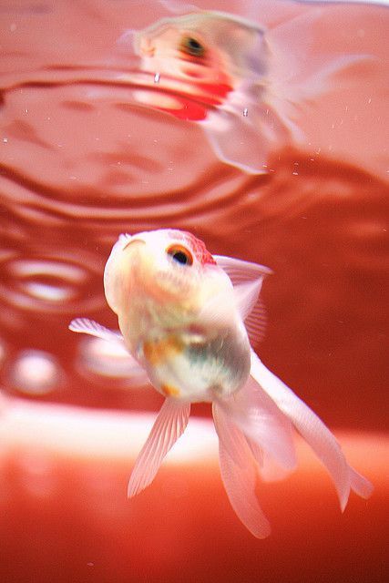image_688425