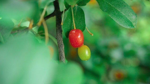 image_698453