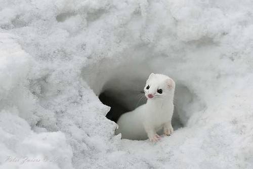 image_70112